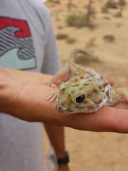 Teratoscincus keyserlingii