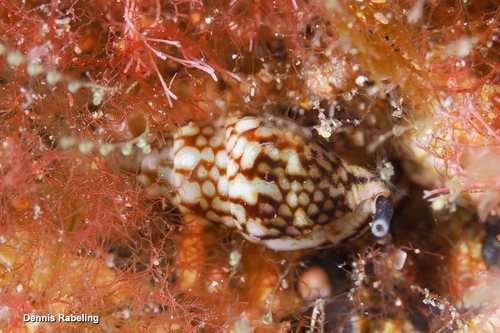 Mitrella argus, 2026-10-16