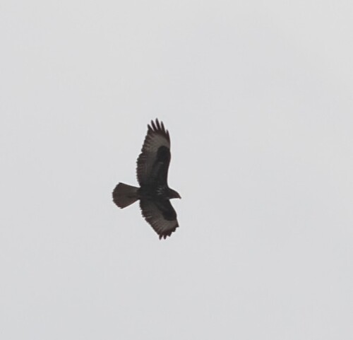 Common Buzzard