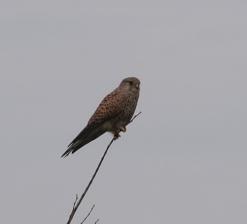 Eurasian Kestrel