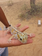 Teratoscincus keyserlingii
