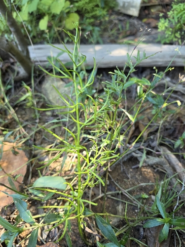 Ceratopteris thalictroides observed 2026-10-18