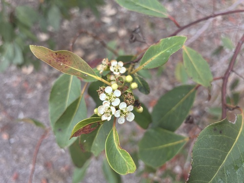 Lophostemon suaveolens observed 2026-10-13
