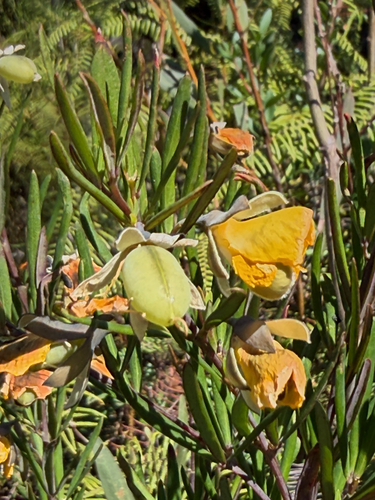 Gompholobium grandiflorum observed 2026-10-20