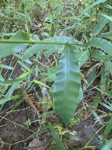 Centotheca lappacea observed 2026-10-18