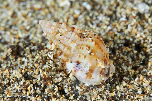 Tritia incrassata observed 2026-10-16
