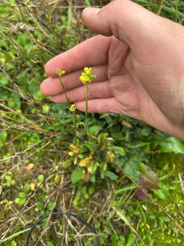 Brassica nigra observed 2026-10-20