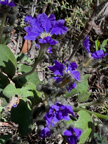 Dampiera purpurea observed 2026-10-20