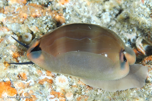 Cypraea lurida observed 2026-10-16