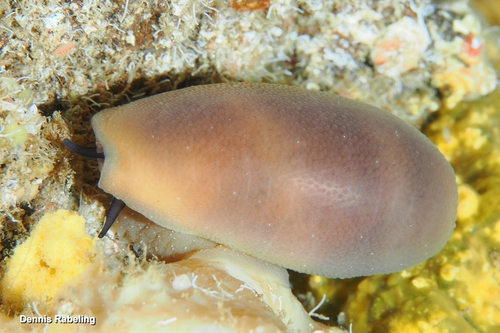 Cypraea lurida observed 2026-10-16