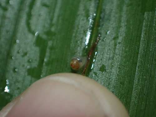 Coneuplecta calculosa observed 2026-10-20