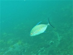 Ferdauia orthogrammus