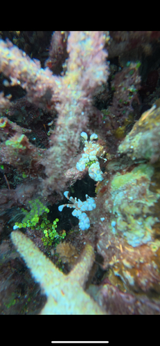 Hymenocera picta observed 2026-10-20