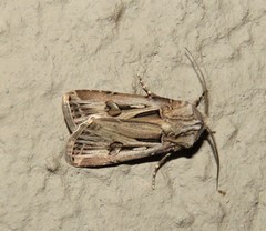 Agrotis spinifera