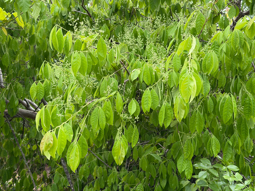 Myrcia tomentosa observed 2026-10-10
