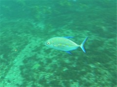 Ferdauia orthogrammus