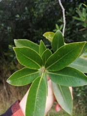 Pittosporaceae