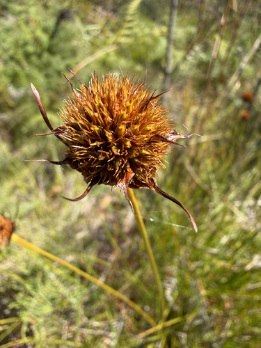 Gymnoschoenus sphaerocephalus observed 2026-10-20