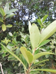 Pittosporaceae