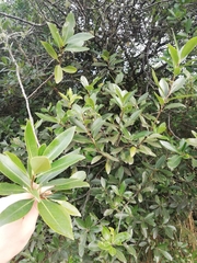 Pittosporaceae