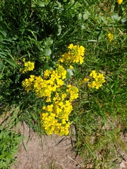 Barbarea vulgaris