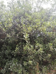 Pittosporaceae