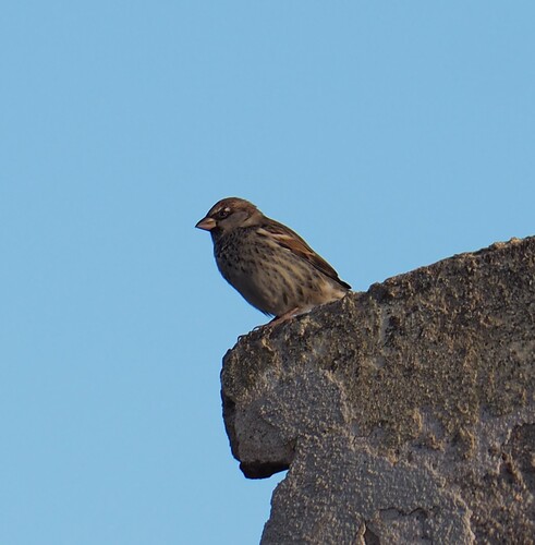 iNaturalist image