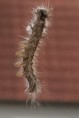 Thaumetopoea processionea