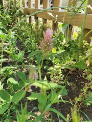 Trifolium pratense