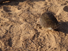 Paraechinus aethiopicus