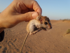 Gerbillus cheesmani