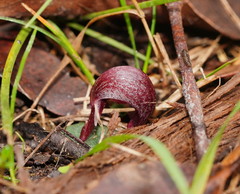 Corybas aconitiflorus