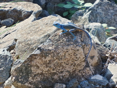 Pseudotrapelus jensvindumi