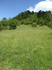 Microbotryum salviae