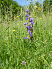 Microbotryum salviae