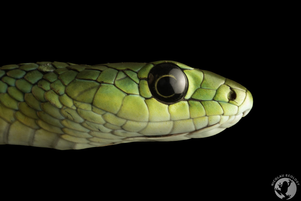 Western Natal Green Snake
