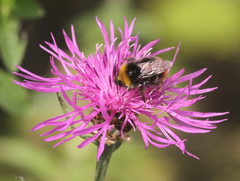 Bombus pratorum