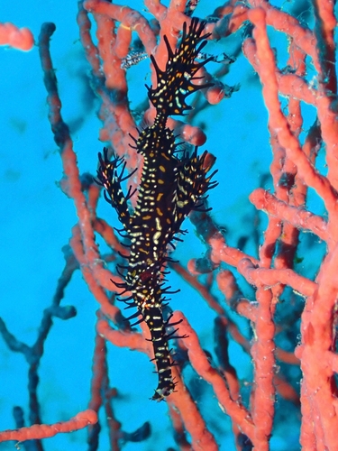 Solenostomus observed 2026-10-17