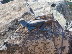 Pseudotrapelus jensvindumi