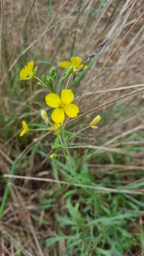 Perennial Wall-rocket