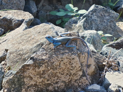 Pseudotrapelus jensvindumi