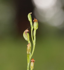 Pterostylis clivosa