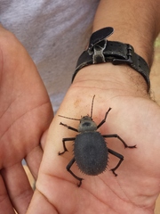 Prionotheca coronata