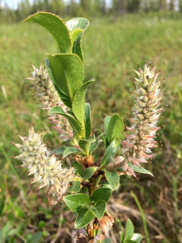 Image of Salix myrsinites by (c) Valerii Glazunov, some rights reserved (CC BY)