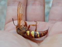 Sphecius convallis