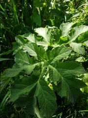 Heracleum sphondylium