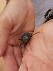 Prionotheca coronata