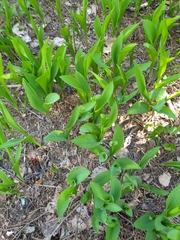 Convallaria majalis