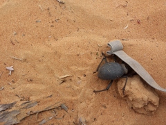 Prionotheca coronata