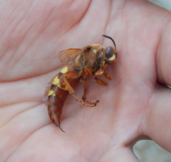 Sphecius convallis